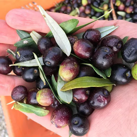 Çiftlik konaklama Tenuta Guardastelle - And Vineyard *